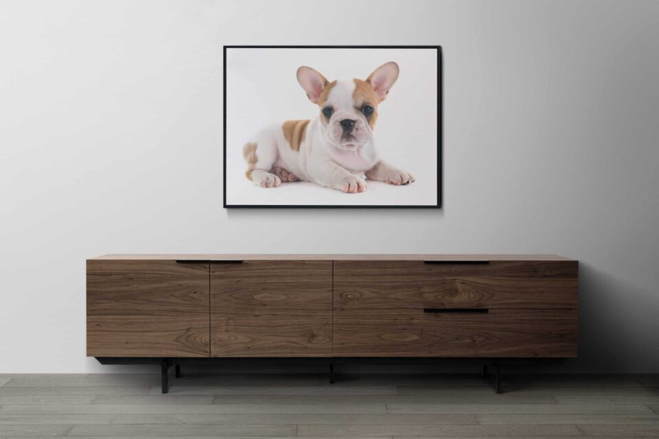 tablou canvas buldog francez camera