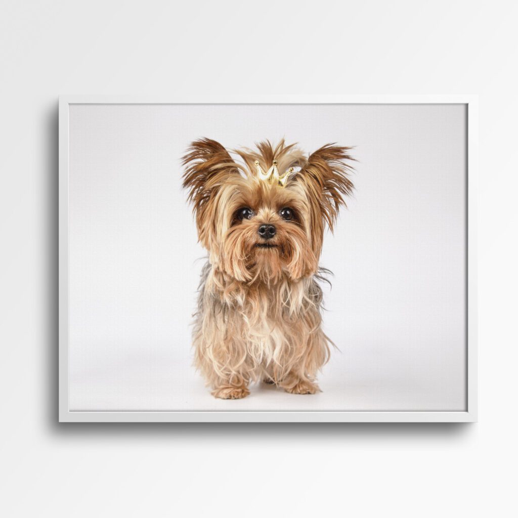 tablou canvas cățel yorkshire terrier