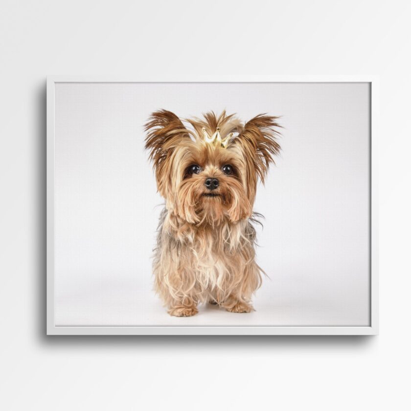 tablou canvas cățel yorkshire terrier