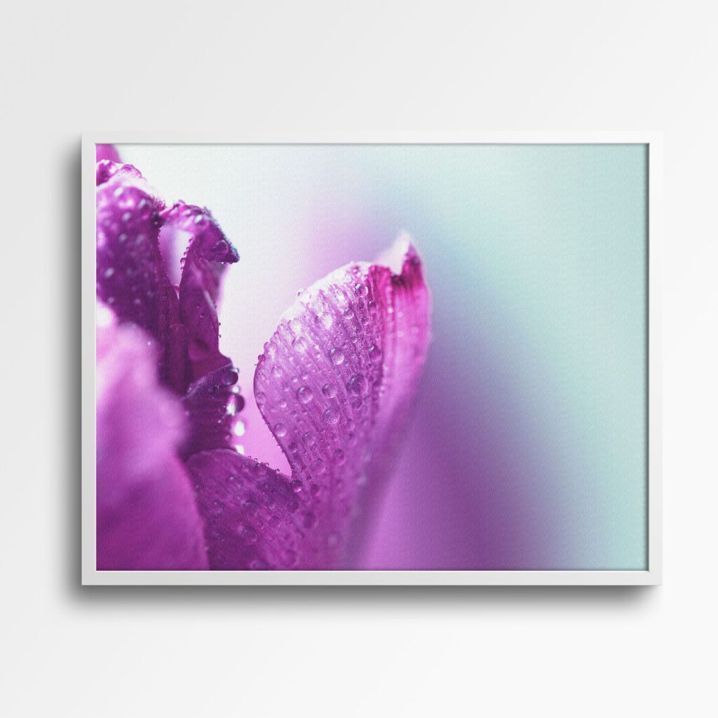 tablou canvas petale mov cu rouă