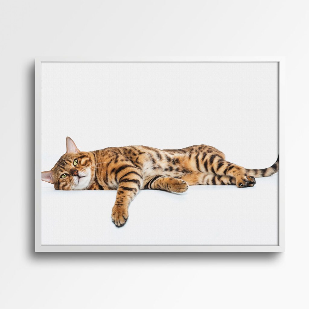 tablou canvas pisică bengaleză