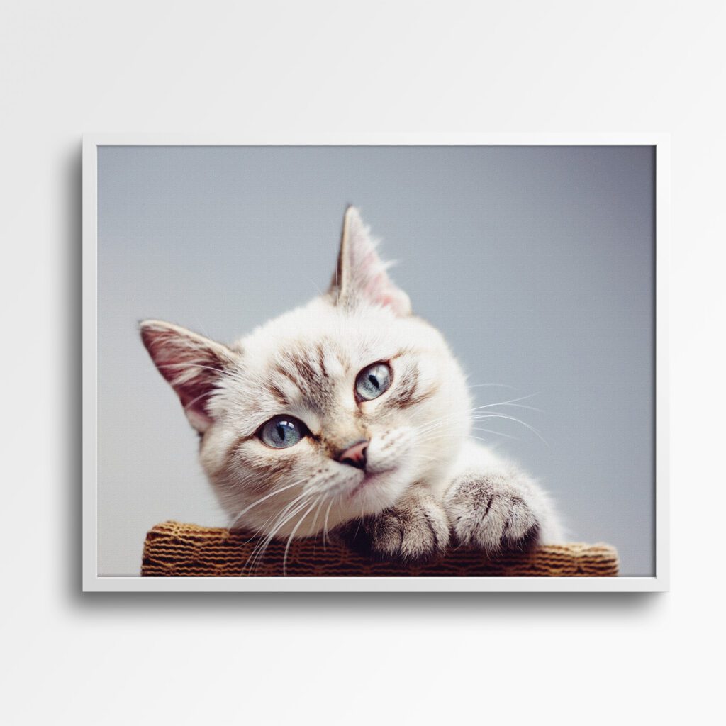tablou canvas pisică ochi albaștri
