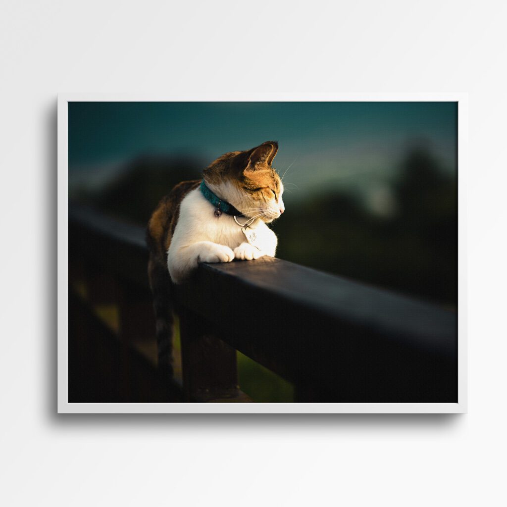 tablou canvas pisica pe veranda