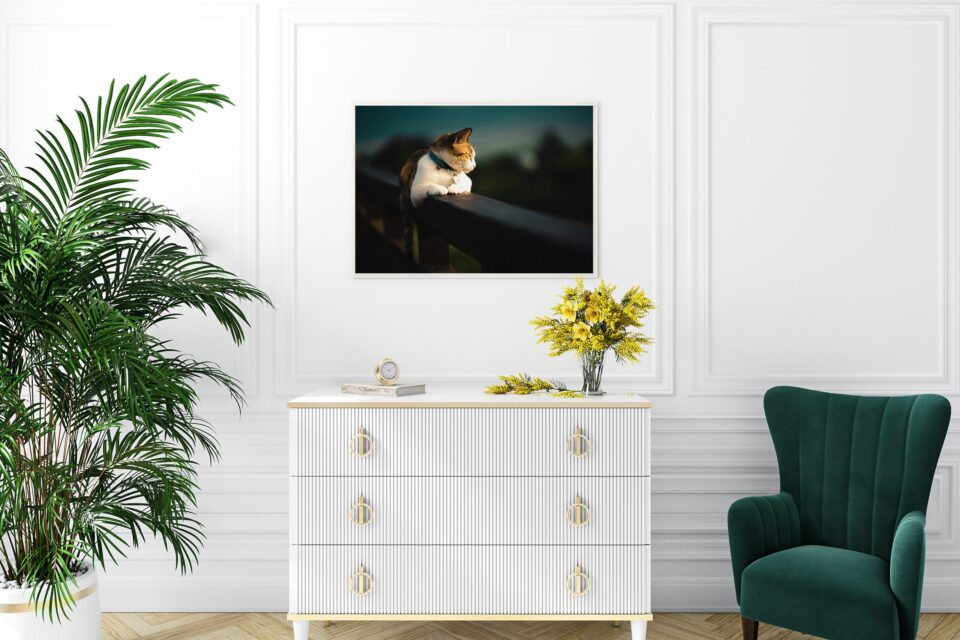 tablou canvas pisica pe veranda camera