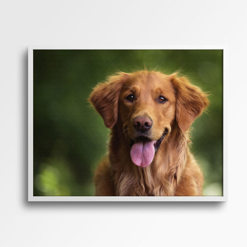 tablou textură canvas happy golden retriever