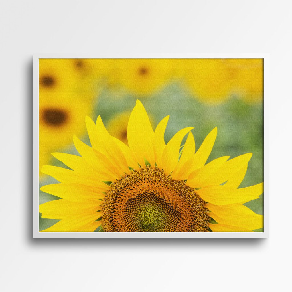 tablou textură canvas floarea soarelui