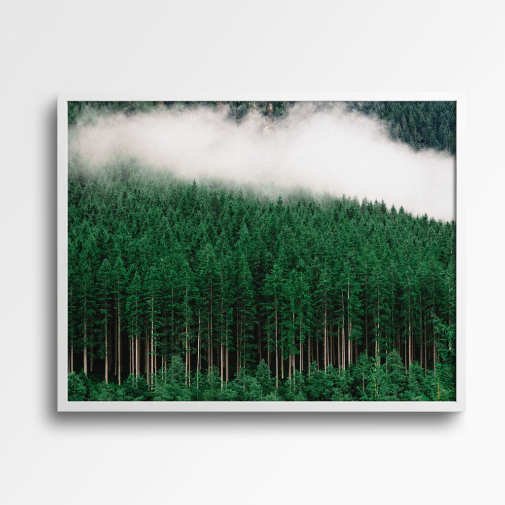 tablou textură canvas pădure densă de brazi