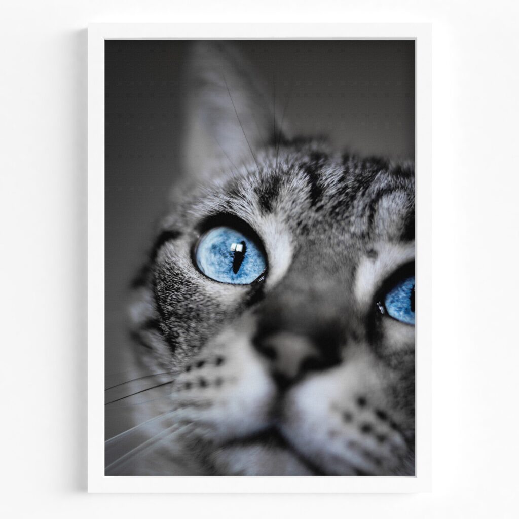 tablou textura canvas prim plan pisica cu ochi albastri