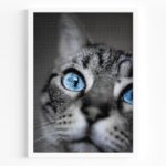 tablou textura canvas prim plan pisica cu ochi albastri