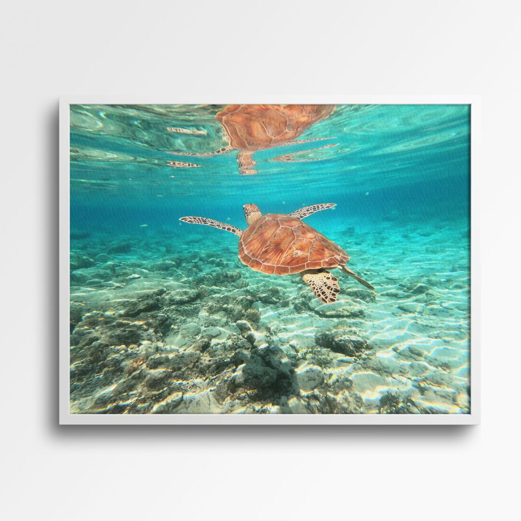 tablou textură canvas Țestoasă în ocean