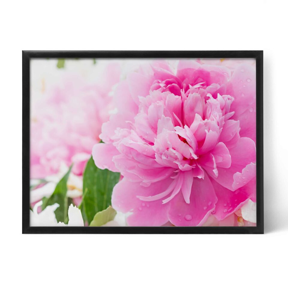 tablou textură canvas bujor Înflorit