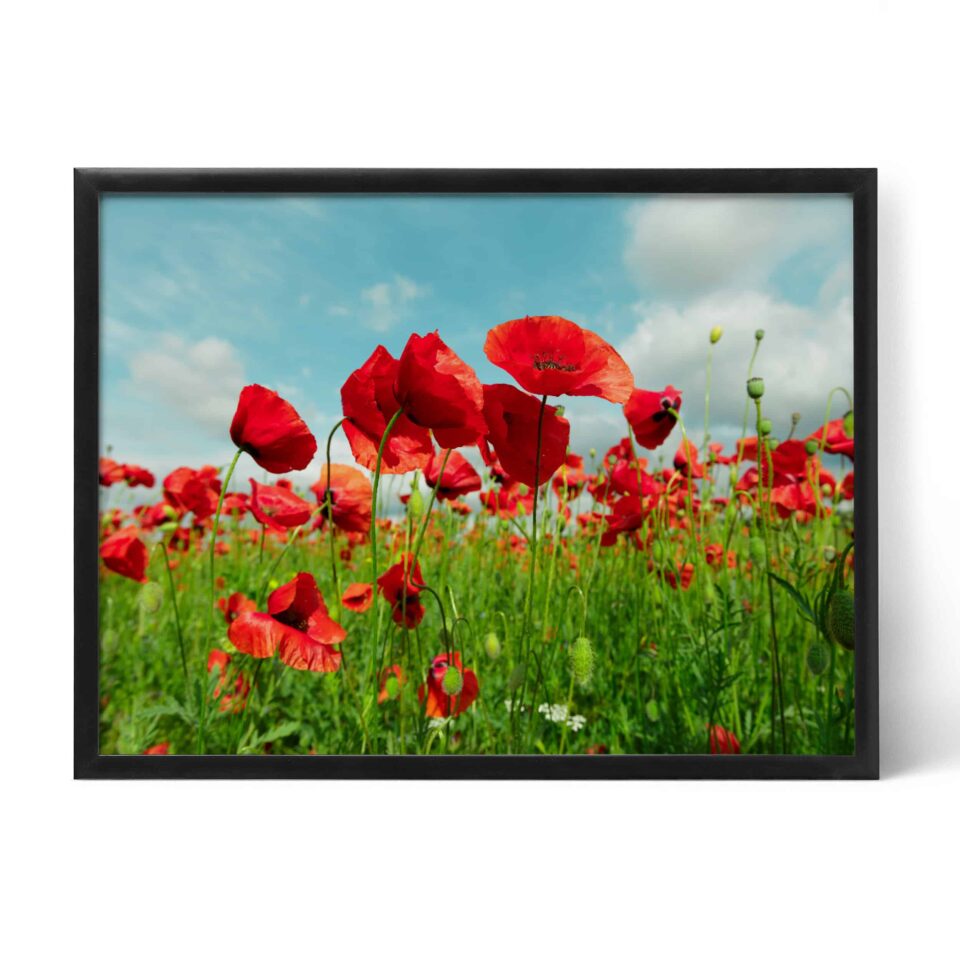 tablou textură canvas câmp cu maci